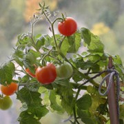Семена томатов. Томат Балконное чудо фото