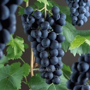 Виноград Frankenthaler фото