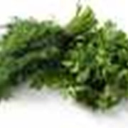 Укроп и петрушка фото