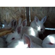 Кролики племенные фотография