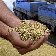 Перевозка зерновых по Украине фотография
