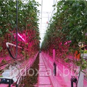 Оборудование для тепличных комплексов LED лампы для выращивания овощей фотография