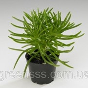 Крестовник Himalaya -- Senecio Himalaya фото