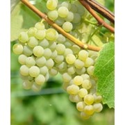 Саженцы морозоустойчивого винограда Адальмина (ES 6-16-30) фото