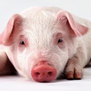 Готовий корм для свиней Фінішер, від 50 кг фото