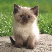 Календар кишеньковий Сіамське кошеня фото