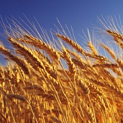Зерно пшеницы оптом фотография