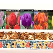 Луковицы цветов -- Bloembollen фото