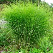 Miscanthus сinensis “Gracillimus“ Мискантус китайский “Gracillimus“ фотография