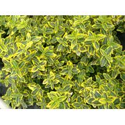 Euonymus fortunei “Emerald'n Gold“ Бересклет форчуна “Эмеральд н Голд“ фотография