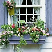 Растения балконные и клумбовые фотография