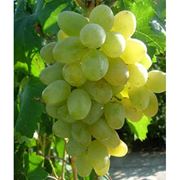 Саженцы винограда средних сортов фото