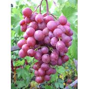 Саженцы винограда VICTORIA фотография