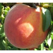 Саженцы персика в Молдове