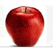 Саженцы яблонь фото