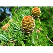 Larix kaempferi Лиственница тонко чешуйчатая (японская) фото