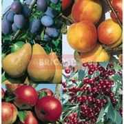 Producerea pomilor fructiferi