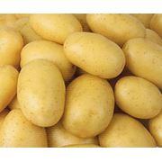 Элитный семенной картофель фотография