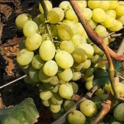 Саженцы винограда Ванюша оптом фотография