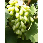 Черенки винограда Кэтмон сопи (Япония), оптом фотография