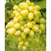 Ягоды винограда сорта Аркадия