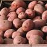 Техника для выращивания картофеля