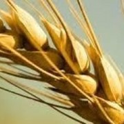 Семена озимой пшеницы Атаман