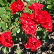 Роза почвопокровная Скарлет (Scarlet)