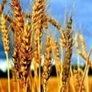 Семена оз. пшеницы Смуглянка фотография