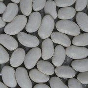 Фасоль белая Кыргызстан Киргизия на экспорт (White beans) фото