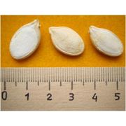 Семена тыквы / seminte de bostan фото