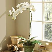Орхидея белая фотография