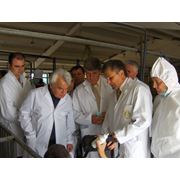 Reproducerea porcilor in Moldova фото