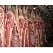 Мясо свинины полутуши глубокой заморозки фото