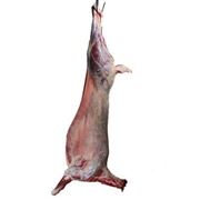 Chilled or frozen lambs meat