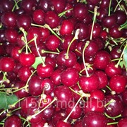 Вишня фото