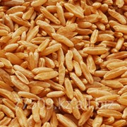 Пшеница из Казахстана фото