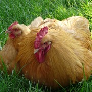Предлагаю яйца инкубационные и цыплята декоративных и мясных пород фото