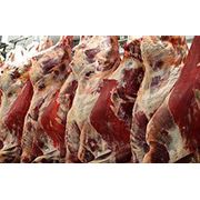 Мясо говядины в полутушах от 80 кг фотография