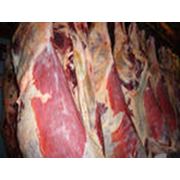 Мясо говядина полутуши глубокой заморозки фото
