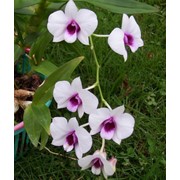 Семена Орхидеи (белая) фото