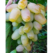 Саженцы винограда Гордей оптом фотография