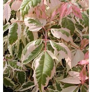 Клен ясенелистный — Acer Negundo variegate (Розовый фламинго.) фото