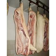Мясо свинина оптом фото