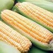 Кукуруза посевная фотография