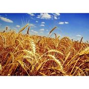 Пшеница фураж фотография