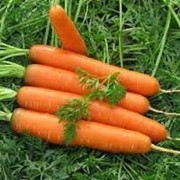 Семена моркови Сатурно F1 1000 шт. фотография