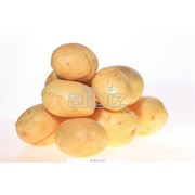 Продукты из картофеля