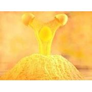 Яичный порошок фото