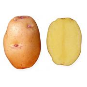 Картофель свежий сорт Барон фото